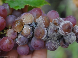 Sur cette grappe atteinte par <b><i>Botrytis cinerea</i></b>, plusieurs baies révèlent des coussinets sporifères bleuâtres d'un <i><b>Penicillium</i> sp</b>.