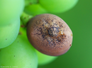 La baie entièrement altérée commence à se ratatiner et se couvre de pycnides. <i><b>Guignardia bidwellii</b></i> (Black rot)