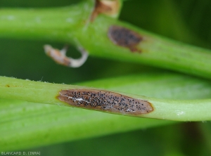 Détail d'une lésion de black rot sur rameau. Elle est couverte de fructifications du champignon. <i><b>Guignardia bidwellii</b></i>