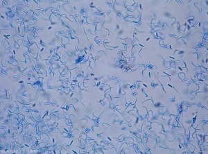 Mélange de spores beta et en moins grand nombre de spores alpha de <b><i>Phomopsis viticola</i></b> (excoriose)