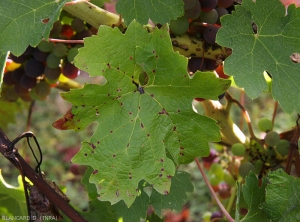 Les lésions brunes et nécrotiques sont maintenant plus étendues. Elles sont plutôt disposées le long des nervures primaires et cernées par un halo chlorotiques plus ou moins marqué. <b><i>Phomopsis viticola</i></b>. (Excoriose).