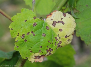 Les taches sont plutôt étendues, parfois confluantes, et commencent à se fendre.  <i><b>Elsinoë ampelina</b></i> (Anthracnose)