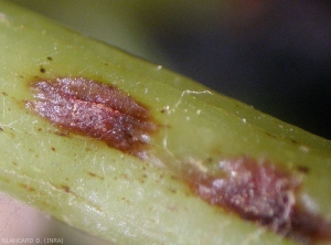 Des coussinets sporifères se sont formés sur ces deux lésions observées sur rameau de vigne. <i><b>Elsinoë ampelina</b></i> (Anthracnose)