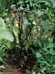 Plusieurs feuilles basses de ce pied d'aubergine flétrissent ; certaines sont plus ou moins chlorotiques.  (<i><b>Sclerotium rolfsii</b></i>)