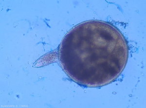 Sur cette femelle extirpée d'une galle, on distingue bien son stylet. <b><i>Meloidogyne</i> spp.</b> (root-knot nematodes)