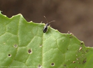  Altises Leptophysa sur feuille de chou