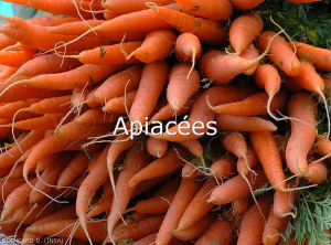 Apiacees