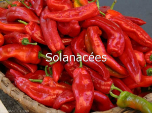 Solanacees