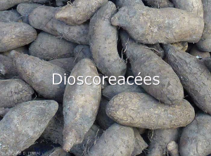 Dioscoreacees