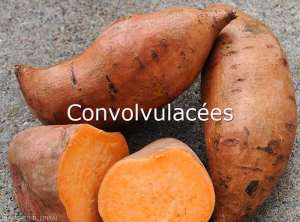 Convolvulacees