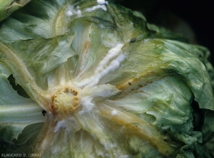 Plusieurs feuilles basse de cette salade pourrissent plus ou moins, à la fois le limbe et la nervure principale. Du mycélium blanc et dense couvre progressivement les tissus foliaires partiellement décomposés. (<i><b>Sclerotinia sclerotiorum</i></b>)