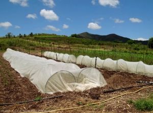 Filets de protection mis en place pour contrôler la chrysomèle sur chou de chine. (Nouvelle Calédonie)