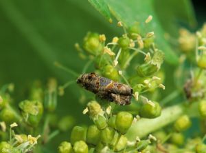 <i>Lobesia botrana</i> adulte sur inflorescence de vigne