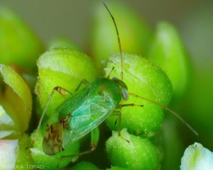 Orthops palus adulte