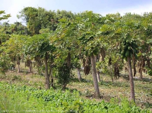 Cultures légumières et fruitières associées, gestion spatiale et temporelle (La Réunion)