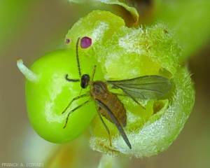 Procontarinia_mangiferae