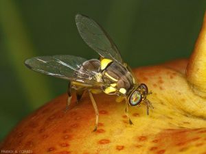 Bactrocera zonata femelle