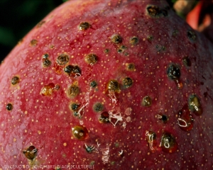 Dégâts_Xanthomonas_fruit1