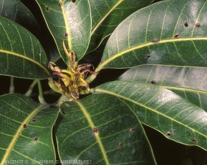 Lors de la nutrition, la punaise provoque le dessèchement de l'inflorescence