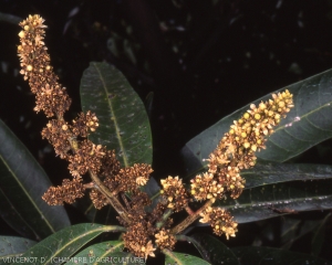 Dessèchement d'une inflorescence de manguier