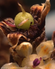 Thrips de l'espèce : Scirtothrips aurantii sur fleur de manguier