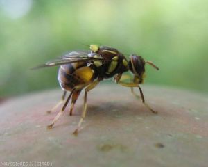 Ponte de Bactrocera dorsalis sur un fruit