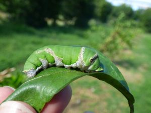 Papilio demodocus sur feuille d'agrume