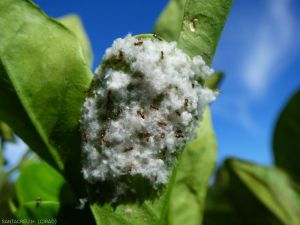 Aleurode floconneux des citrus avec fourmis sur feuille