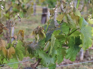 La totalité des jeunes pousses de ce cep de vigne est affectée par le gel. Notons que ce sont surtout les apex et les plus jeunes feuilles qui sont touchés. Les feuilles plus âgées subissent moins les effets du gel mais présentent tout de même localement une teinte brunâtre à bronze et sont plus ou moins déformées <b> Dégât de gel </b>