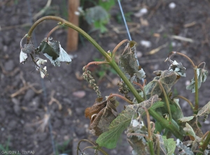 Les jeunes feuilles et les inflorescences de ce rameau ont pris une teinte noirâtre à brune et certaines feuilles gelées donnent l'impression d'avoir été ébouillantées. <b> Dégât de gel </b>