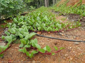 Contexte-Guyane6