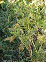 Pied d'aubergine affecté par un phytoplasme. Toutes les feuilles sont chlorotiques et de petite taille. les nervures restent vertes. Notez aussi la présence de quelques feuilles légèrement anthocyanées. <b><i>Candidatus</i> Phytoplasma solani</b> (stolbur)