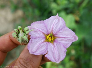 Fleur normale (à droite) comparée à une fleur aberrante issue d'une pied d'aubergine infecté par  <b><i>Candidatus</i> Phytoplasma solani</b> (stolbur)