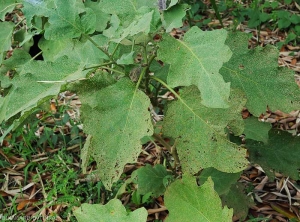 Plusieurs feuilles de ce pied d'aubergine sont criblées de nombreuses petites perforations. <b><i>Epitrix</i> sp.</b>