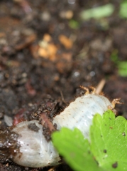 corps de larve de cétoine dans du compost, avec un ver de terre du compost. La larve est sur le dos (elle se déplace comme cela) et on aperçoit ses pattes