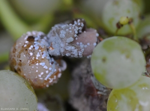 Détail des coussinets sporifères bleuâtres formés à la surface des baies affectées par une pourriture humide à <i><b>Penicillium expansum</b></i>.