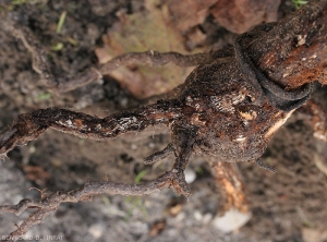 Ce système racinaire est entièrement affecté par <b><i>Armillaria mellea</i></b>. (pourridié)