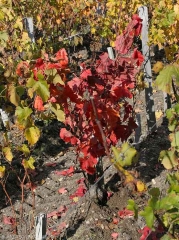 Sur les cépage noir, les feuilles de ceps atteints par <b><i>Armillaria mellea</i></b> prennent une coloration rouge. (pourridié)