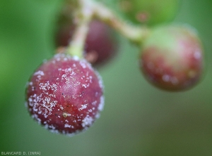 Détail des fructifications de <b><i>Plasmopara viticola</i></b>  encore présentes sur cette baies présentant un symptôme de rot brun. (<b>rot gris</b>). (mildiou)