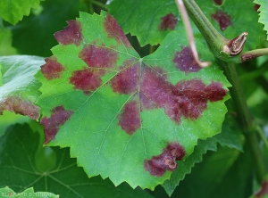 Larges taches foliaires anthocyanées induites par <i><b>Plasmopara viticola</b></i> sur certains cépages. (mildiou)