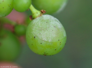 Un duvet blanchâtre et plus ou moins poudreux recouvre progressivement cette baie de raisin.  <b><i>Erysphe necator</i></b> (oïdium)