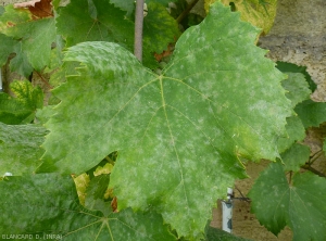 Le mycélium d'<i><b>Erysiphe necator </b></i> couvre maintenant tout le limbe de cette feuille qui devient plutôt poudreux et blanc. (oïdium)