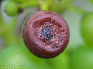 Des pycnides sont bien visibles sur cette lésion sur baie de raisin commençant à se ratatiner. <i><b>Guignardia bidwellii</b></i> (Black rot)