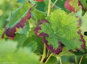 Plusieurs feuille de vigne montre un rougissement du limbe débutant en périphérie de celui-ci et caractéristique d'une attaque par <b><i>Empoasca vitis</i></b>. (cicadelle verte ou des grillures)