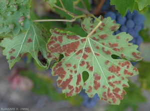 Symptôme d'érinose sur feuilles de vigne en fin de cycle végétatif. Les poils hypertrophiés prennent une teinte rougeâtre à marron. <b><i>Colomerus vitis</i></b>