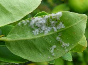 Aleurodes floconneux sur citron