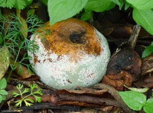 Tangor au sol avec pourriture à Penicillium