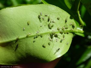 Puceron vert des agrumes sur feuille de clémentine. Individus ailés et non-ailés.