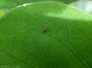 Individus Trioza sp. sur feuille d'ipomée proche d'un avocat marron