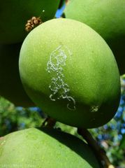 Aleurodes sur fruits, formation spiralée caractéristique